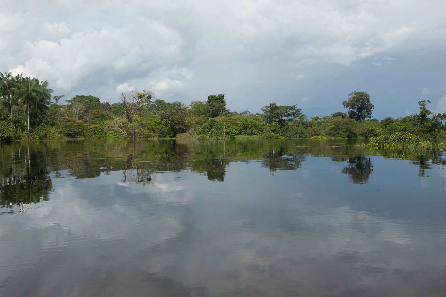 AMAZONAS 8 rio galeria_MG_4684.jpg